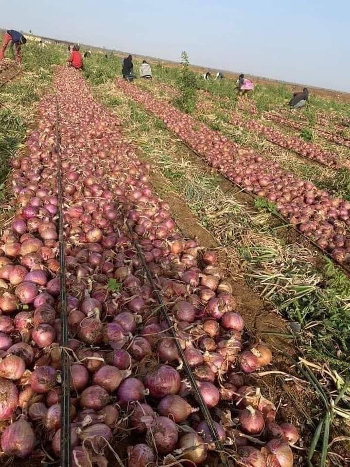 Premium Fresh Onions